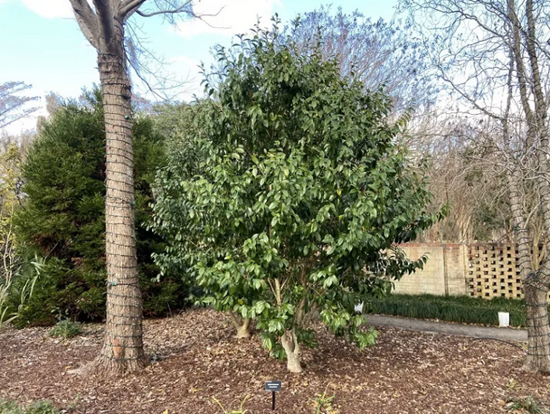 Banana Magnolia (Magnolia figo)